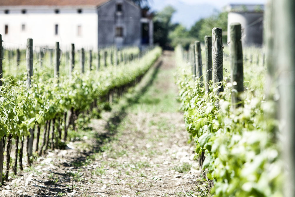 azienda agricola de luca