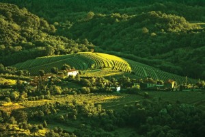 collio-ok-770x513