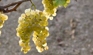 mineralita-3
