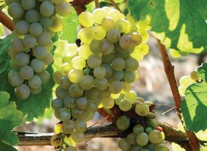 fiano_pugliese1