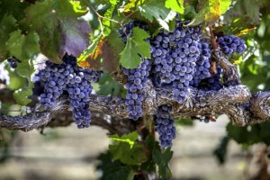 Grapes up close