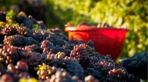 cantine-aperte-vendemmia-2