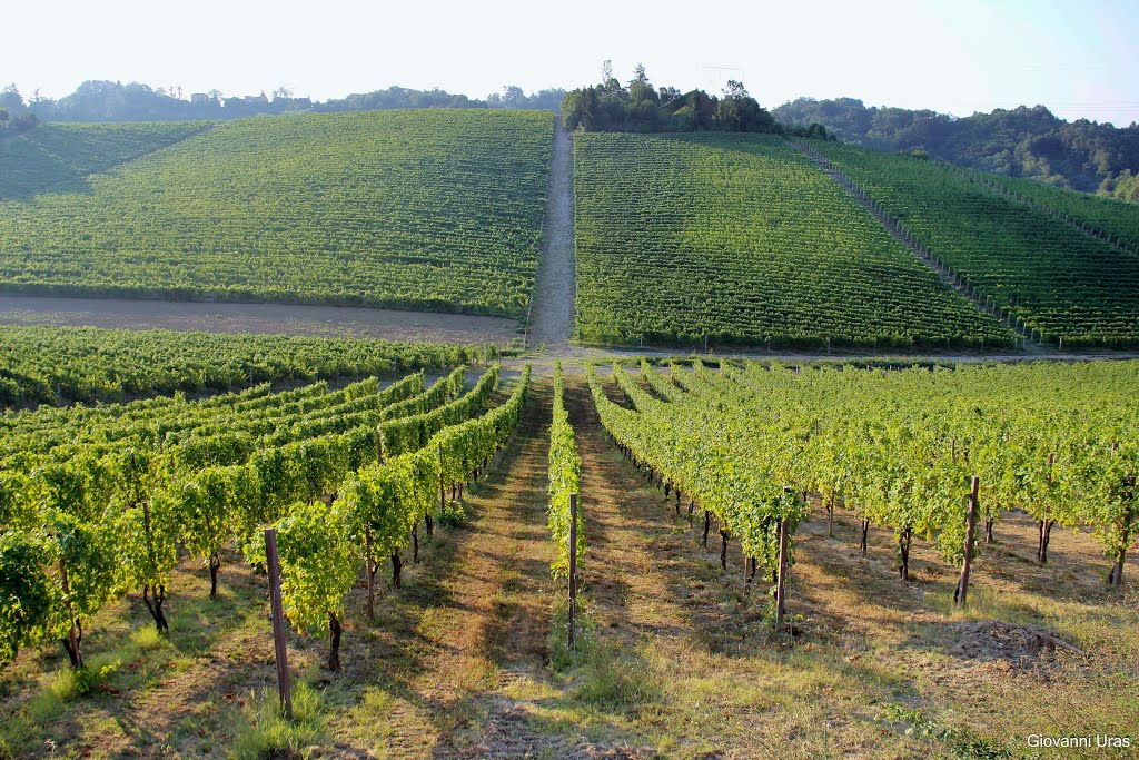 azienda agricola piona